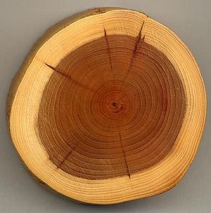 tavole di legno